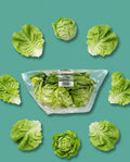 Harvestfresh butter lettuce head
