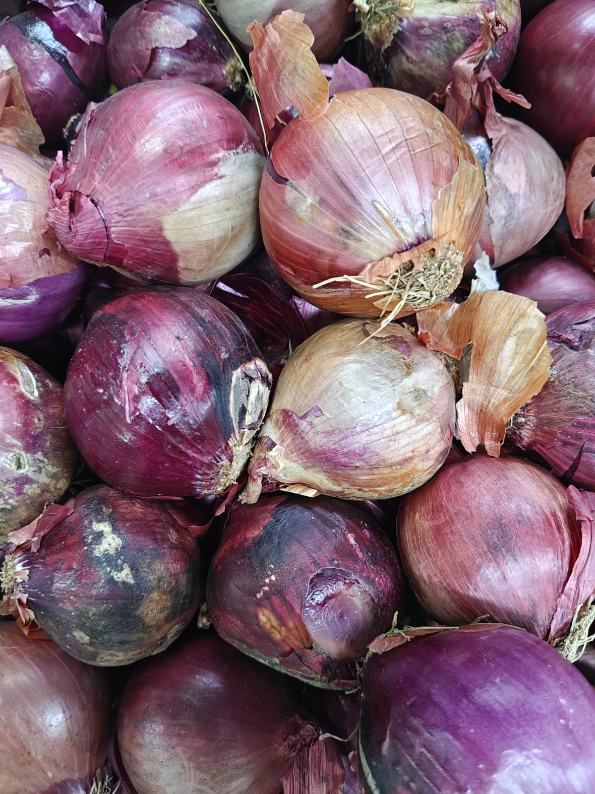 Red onion