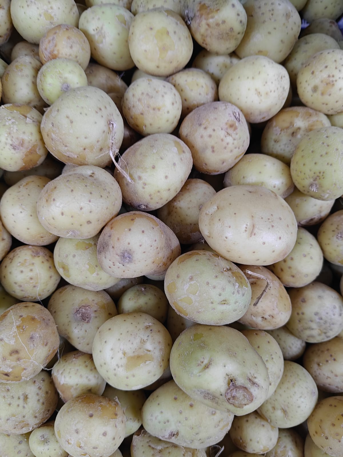 Baby potatoes