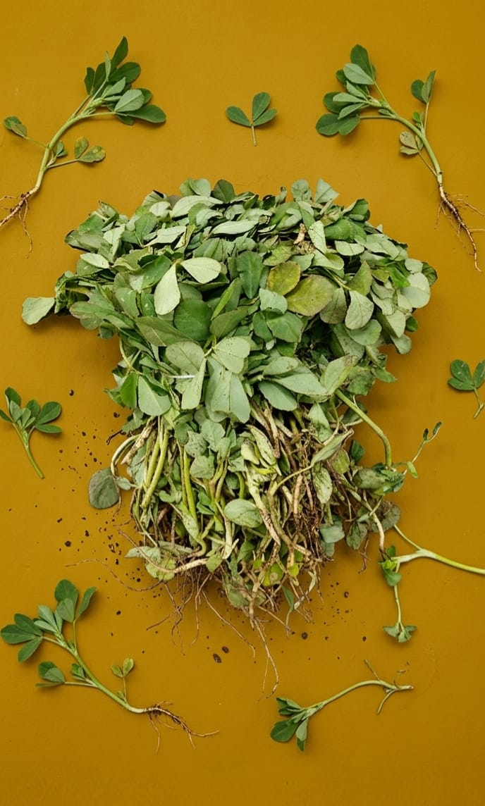 Methi bhaji bunch