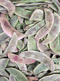 Dabala beans
